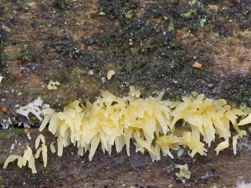 Mucronella flava